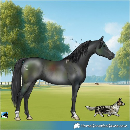 Horse Color:Black Rabicano 