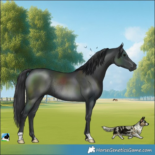 Horse Color:Black Rabicano