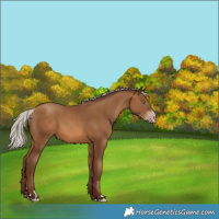 Horse Color:Gray Silver Sable Champagne 