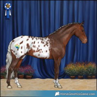 Horse Color:Silver Bay Appaloosa