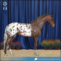 Horse Color:Silver Bay Appaloosa 