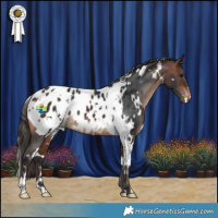 Horse Color:White Spotted Bay Appaloosa