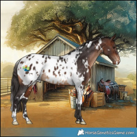 Horse Color:White Spotted Bay Appaloosa 