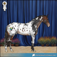 Horse Color:White Spotted Bay Blanket 