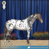 Horse Color:White Spotted Bay Appaloosa