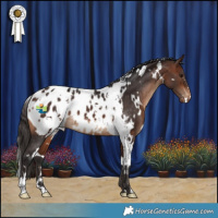 Horse Color:White Spotted Bay Appaloosa 
