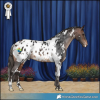 Horse Color:White Spotted Bay Appaloosa 
