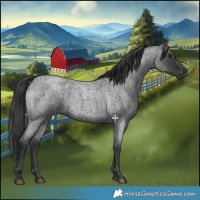 Horse Color:Blue Roan 