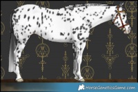 Horse Color:White Spotted Black Leopard 