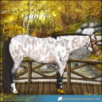 Horse Color:Bay Roan Near Leopard
