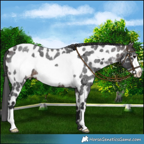 Horse Color:Brown Roan Frame Leopard 