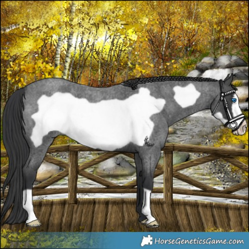 Horse Color:Blue Roan Frame 