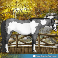 Horse Color:Blue Roan Frame 