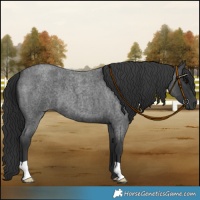 Horse Color:Blue Roan 