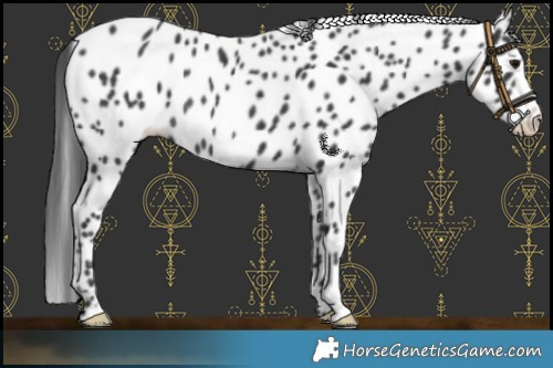 Horse Color:Black Frame Appaloosa Rabicano 
