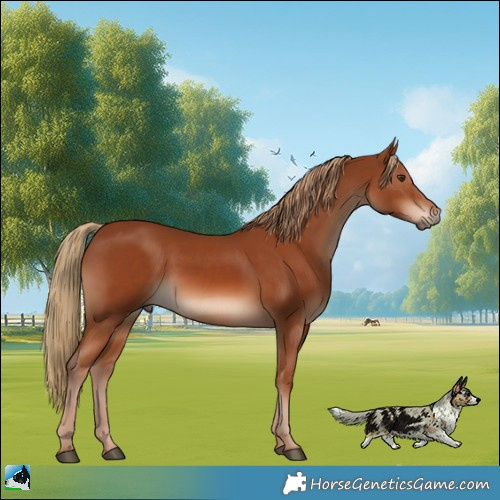 Horse Color:Chestnut 