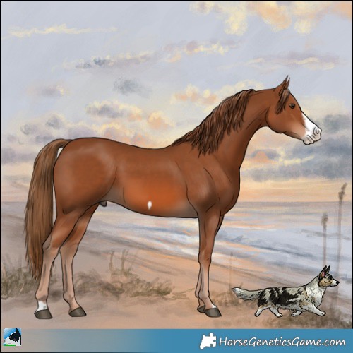 Horse Color:Chestnut Frame 