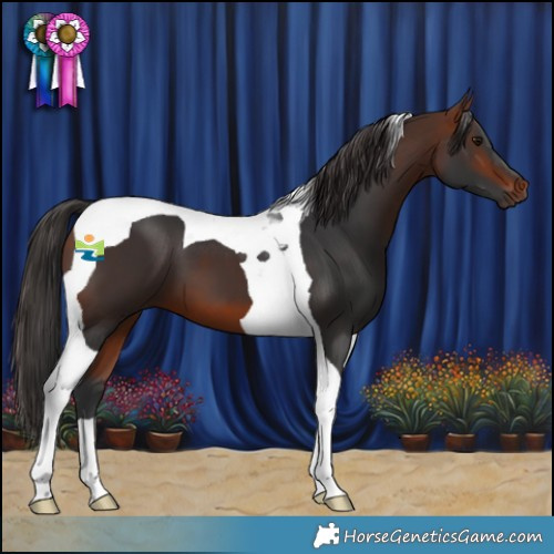 Horse Color:Bay Tobiano 