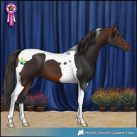 Horse Color:Bay Tobiano 