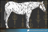 Horse Color:Black Appaloosa Rabicano
