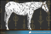 Horse Color:Black Leopard Rabicano 