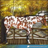 Horse Color:Bay Near Leopard Rabicano 