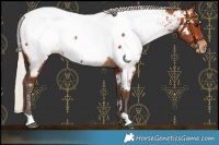 Horse Color:Silver Brown Near Fewspot Rabicano 