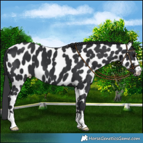 Horse Color:Black Appaloosa 