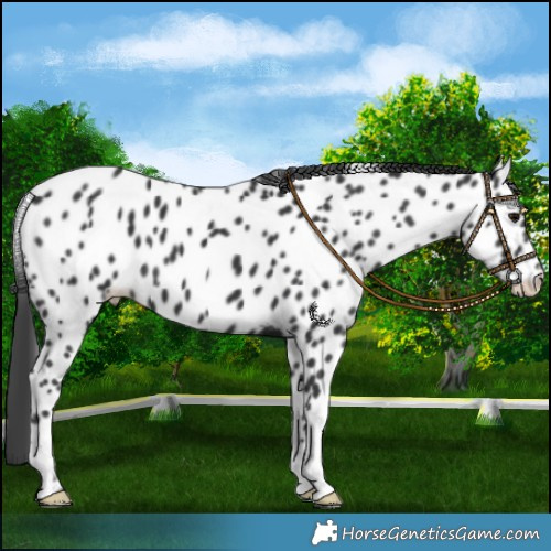 Horse Color:Black Leopard 