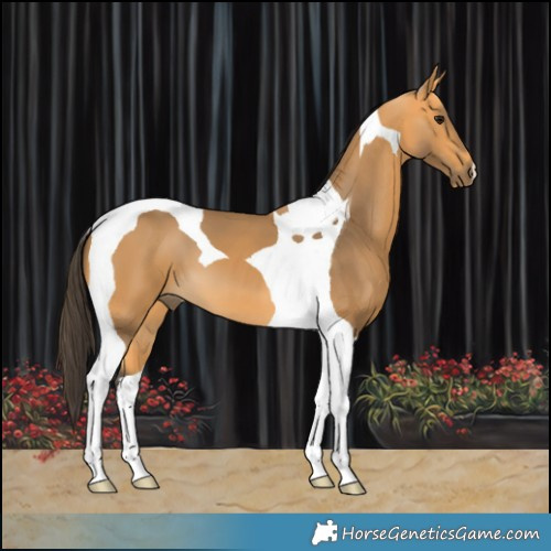 Horse Color:Buckskin Tobiano 
