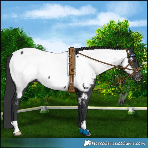 Horse Color:Black Appaloosa