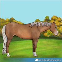 Horse Color:Gray Silver Sable Champagne 