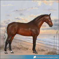 Horse Color:Gray Silver Bay 
