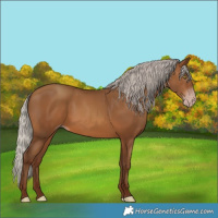 Horse Color:Gray Silver Sable Champagne