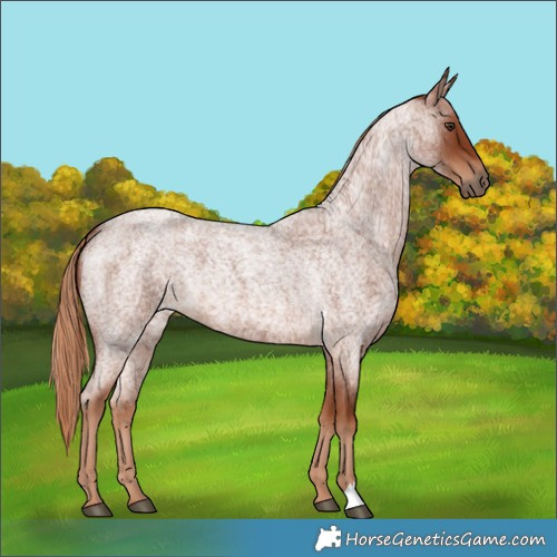 Horse Color:Red Roan 