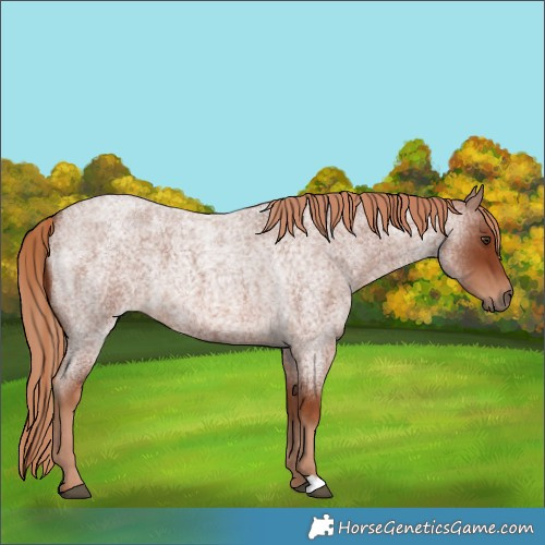 Horse Color:Red Roan 