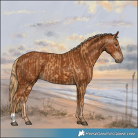 Horse Color:Chestnut  and Gray Chestnut 