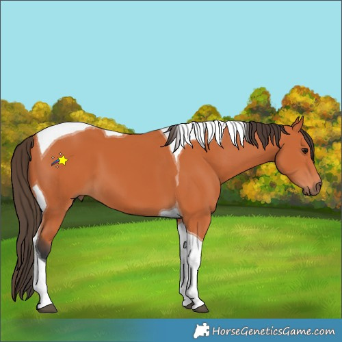 Horse Color:Bay Tobiano 