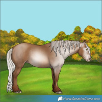 Horse Color:Gray Silver Sable Champagne 