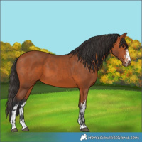 Horse Color:Bay and Bay