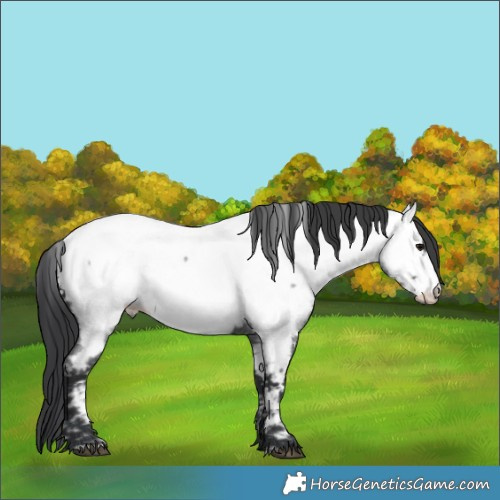 Horse Color:Blue Roan Appaloosa 