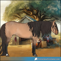 Horse Color:Bay Dun Rabicano