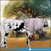 Horse Color:Plaid  Silver Classic Champagne Ice Dun Splash Frame Rabicano 