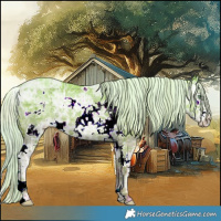 Horse Color:Plaid  Silver Classic Champagne Ice Dun Splash Frame Rabicano 