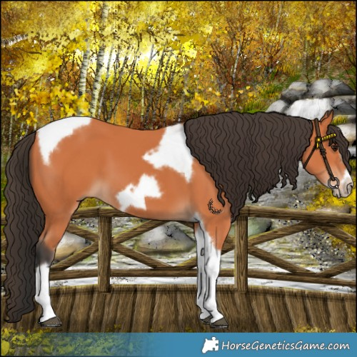 Horse Color:Bay Tobiano Frame 