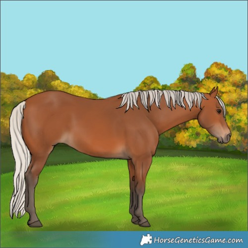 Horse Color:Silver Bay 
