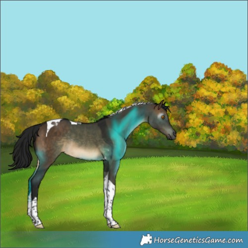 Horse Color:Gray Brown Dun Tobiano Rabicano 