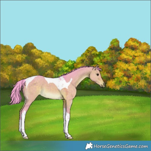 Horse Color:Watercolor Brown Dun Tobiano Rabicano 