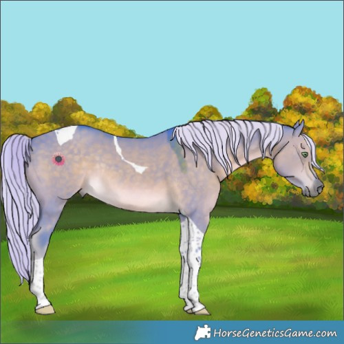 Horse Color:Watercolor Chocolate Palomino Dun Tobiano Rabicano 