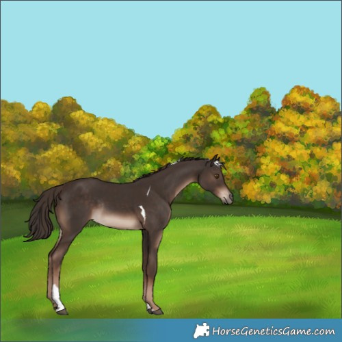 Horse Color:Liver Chestnut Tobiano Rabicano 